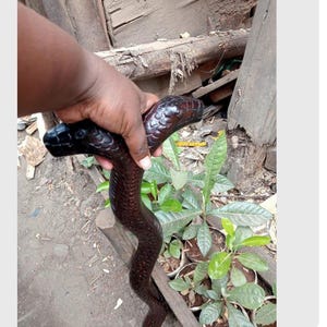 Op de afbeelding: Een donkerbruine houten wandelstok gesneden in de vorm van een cobra. De kop van de wandelstok heeft gedetailleerde schubben en wordt door een hand vastgehouden. De body van de wandelstok buigt naar beneden. De achtergrond bevat hout en groen.