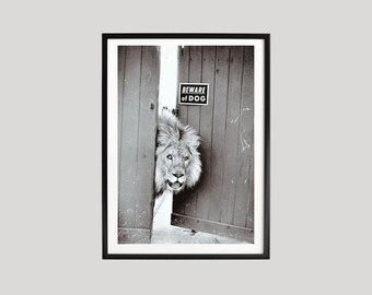 Löwe, der durch Tür lugt, Vintage Fotografie Druck
