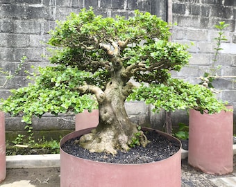 Bonsái de Premna Microphylla tropical (certificado fitosanitario incluido, envíos a EE. UU.)