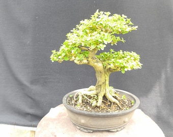 Bonsái premna microphylla tamaño pequeño belleza