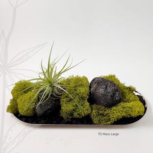 Op de afbeelding: Een decoratief arrangement in een zilveren schaal met levendig groen mos, donkergrijze rotsen en een luchtplant. De basis is bedekt met zwarte kiezels. De tekst "TS Maru Large" is zichtbaar.
