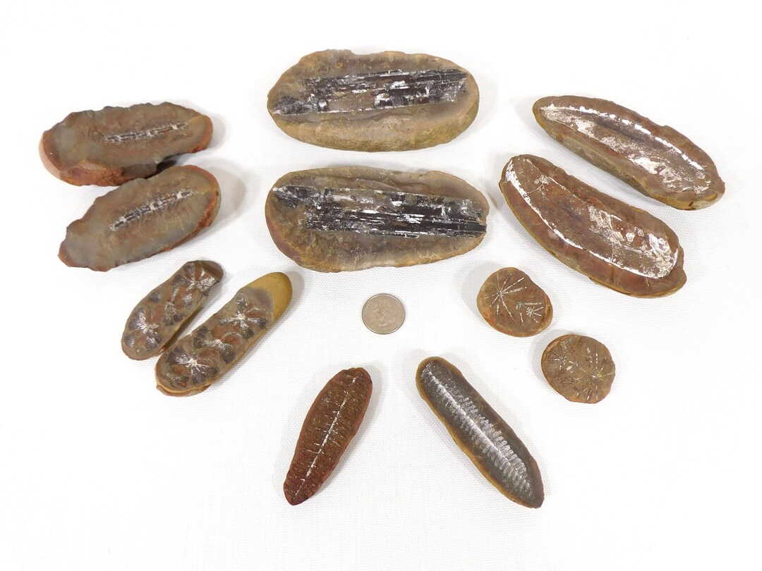 Two Sided Rock Fossil - Carboniferious Fossil, Plant Fossil, Fossil ...