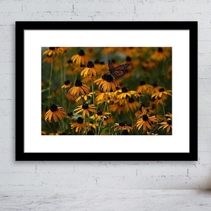 The Color Orange - large wall art