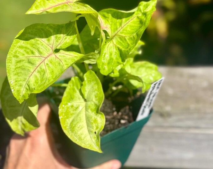 Neon Allusion Arrowhead Plant – Small Live Plant (5–9”) | Syngonium podophyllum