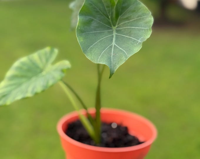 Alocasia Starter Plant – 10–14” Tall (Elephant Ear Houseplant) *please read description*