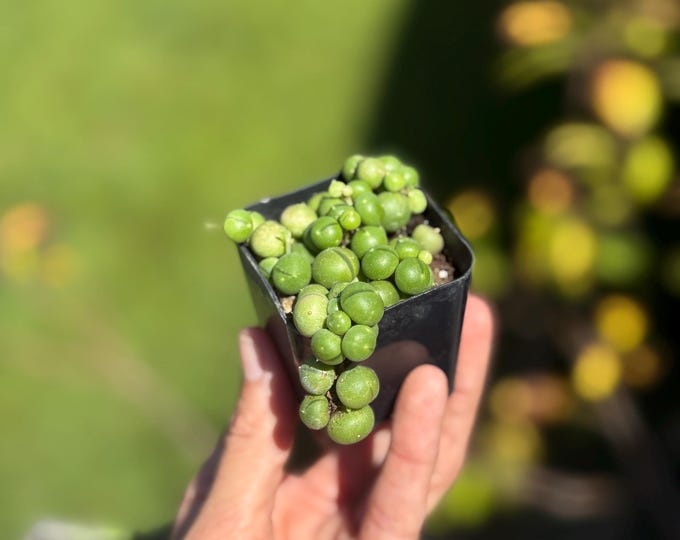2” Starter String of Pearls Plant – Senecio rowleyanus *please read description*
