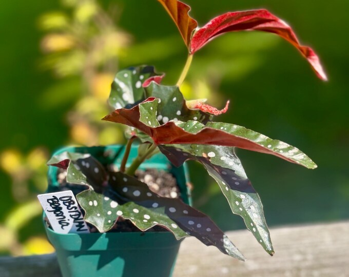 Small Obsidian Begonia – 5–8” Live Plant *Please read description*