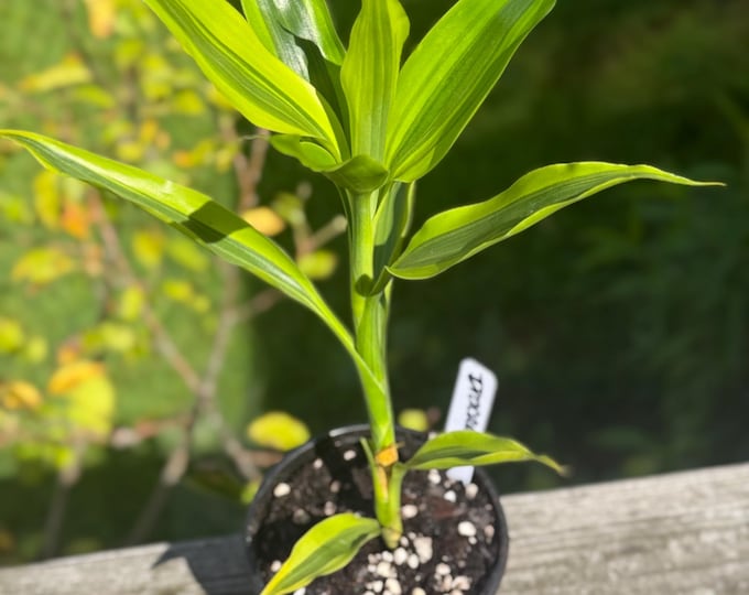Dracaena Marginata Starter Plant | 8–14” Live Dragon Tree | Easy-Care Indoor Houseplant *please read description*