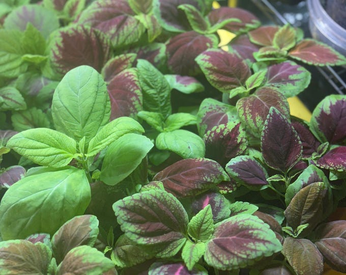 Baby Coleus Starter Plant | Colorful Live Plant | 3–5 Inch Cutting Grown *please read description*