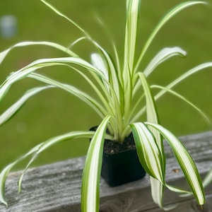 May include: A spider plant in a small black pot. The plant has long, arching green and white striped leaves. The plant is sitting on a wooden surface with a blurred green background.