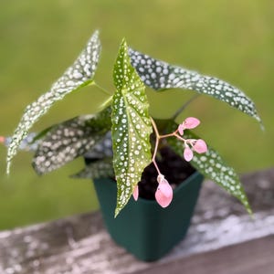 Dappled Morning Begonia Plant - Small - (4-8”) | Rare Cane Begonia *Please read description*