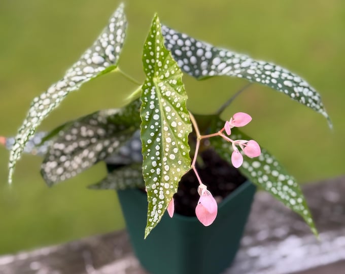 Dappled Morning Begonia Starter Plant (3–6”) | Rare Cane Begonia *Please read description*