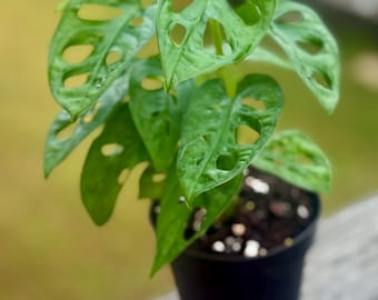 LIVE 4 Pot Swiss Cheese, Monstera Adansonii, Tropical Trailing Houseplant,  Birthday Gift for Her, Couples Gift, Mini Monstera, Mothers Day - Etsy