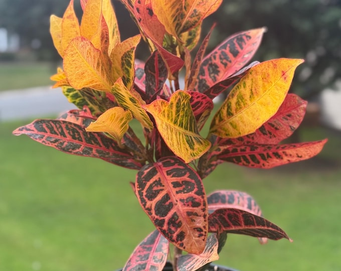 Croton Petra (Codiaeum variegatum) – 10–14” Tall – Vibrant Tropical Houseplant *please read description*