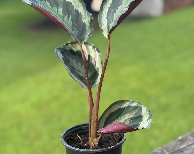 Calathea 'Like a Prayer' Starter Plant: Burgundy Underside, Moving Leaves (8-14")