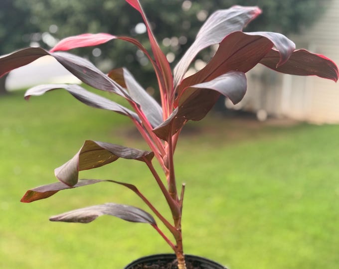 Live Cordyline Plant (14–18”) – Vibrant Red Ti Plant Starter *please read description*