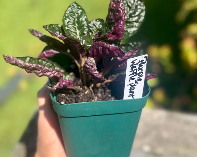 Purple Waffle Plant – Small Live Plant (4–8”) *please read description*