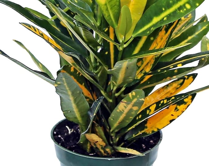 Sunny Star Croton Starter Plant | 4–9” Live Houseplant | Bright Tropical Foliage *please read description*