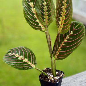 succulent bush Shop 'Elephant bush - Portulacaria afra' Care and Info