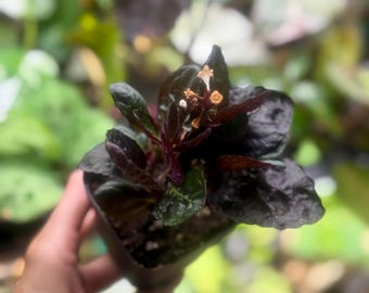 Purple Waffle Plant – Small Live Plant (3–6”) *please read description*