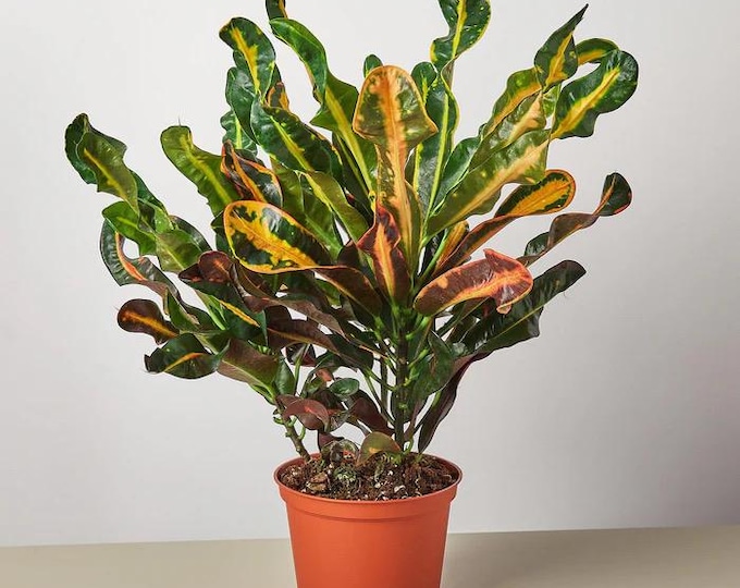 Mammy Croton Starter Plant | 4–9” Live Houseplant | Colorful Tropical Foliage *please read description*