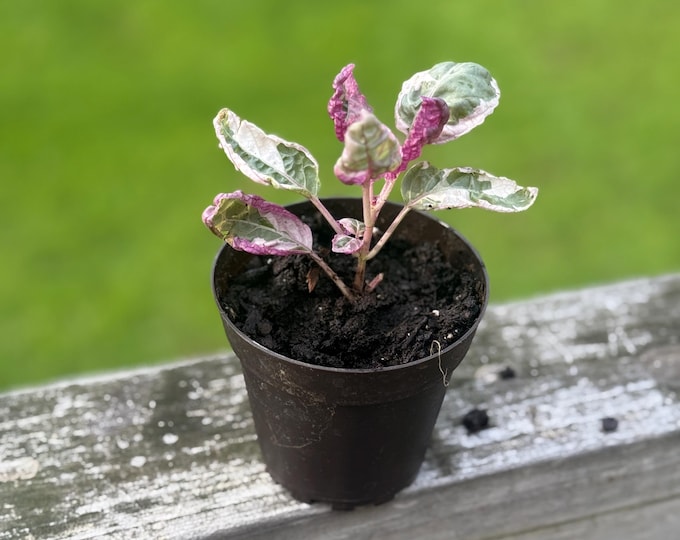 Belgian Waffle Plant Starter (3–5”) | Hemigraphis alternata ‘Exotica’ | Purple Undersides *please read description*