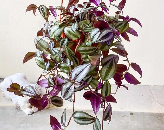 Inchplant Starter Plant (Tradescantia zebrina) *please read description*