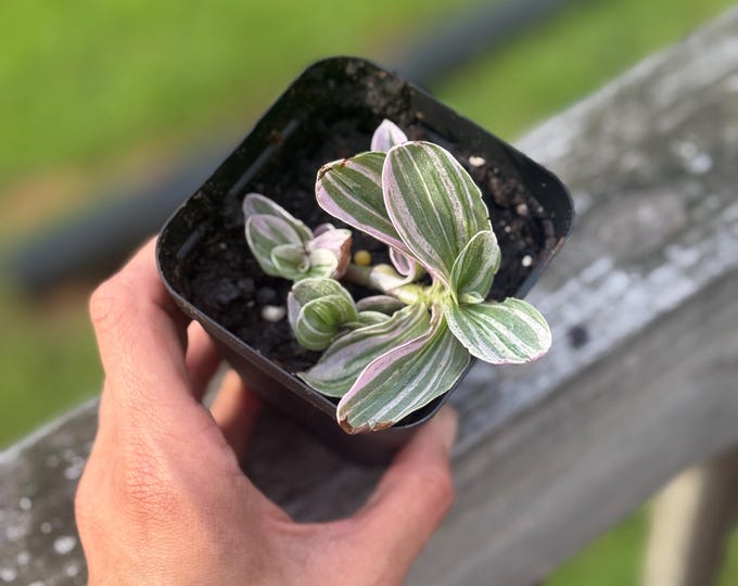 Tradescantia ‘Feeling Sweet’ Starter Plant (3–4”) | Variegated Pink and Green Houseplant *please read description*