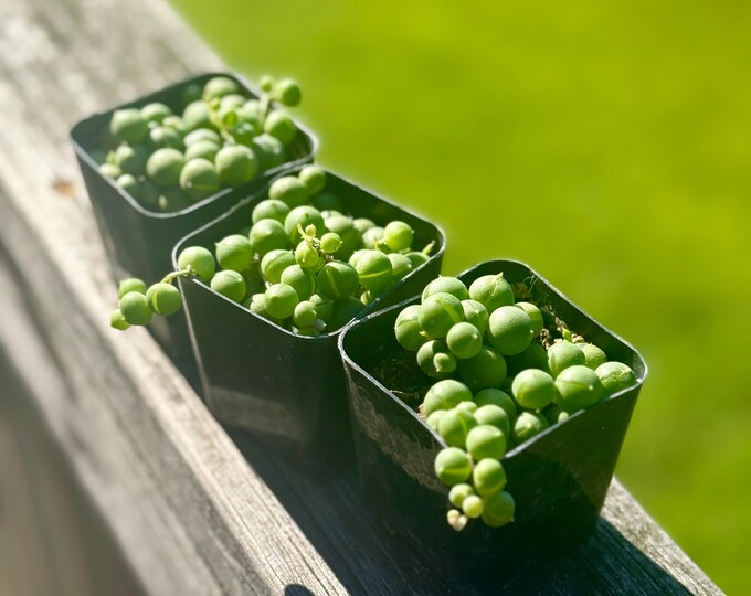 Bundle - 2” Starter String of Pearls Plant (3) – Senecio rowleyanus *please read description*