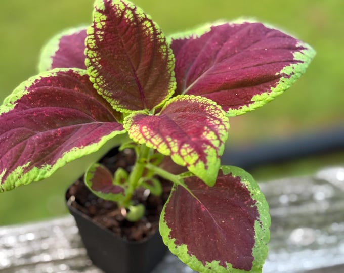 Small Coleus Starter Plant | Colorful Live Plant | 5-8 Inch Cutting Grown *please read description*