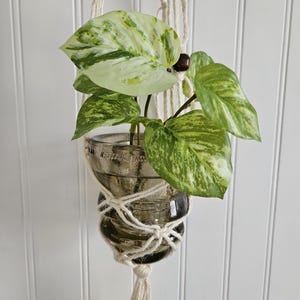 May include: A hanging macrame plant holder with a glass jar containing a pothos plant. The plant has green and white variegated leaves. The macrame is made of cream-colored rope and is hanging against a white background.