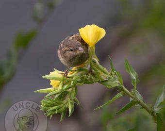 Sparv med gul vildblomma – Digital fågelfotografi (2 grödor ingår)
