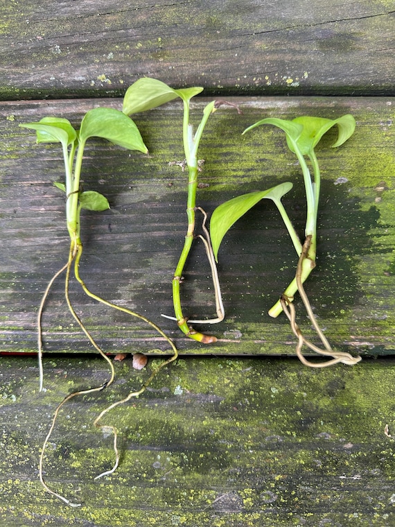 Pothos Cuttings (3 Pack)  Easy Indoor Plant, Fast Growing Vine, Beginner  Friendly, Low Light Houseplant [premium Shipping Included]. - Etsy
