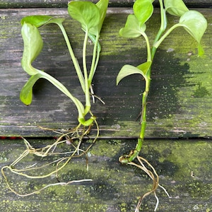 Puede incluir: Dos esquejes de planta pothos dorados con raíces visibles y hojas verdes vibrantes. Los esquejes están colocados sobre una superficie de madera envejecida, mostrando los tallos y sistemas de raíces de la planta, listos para la propagación.
