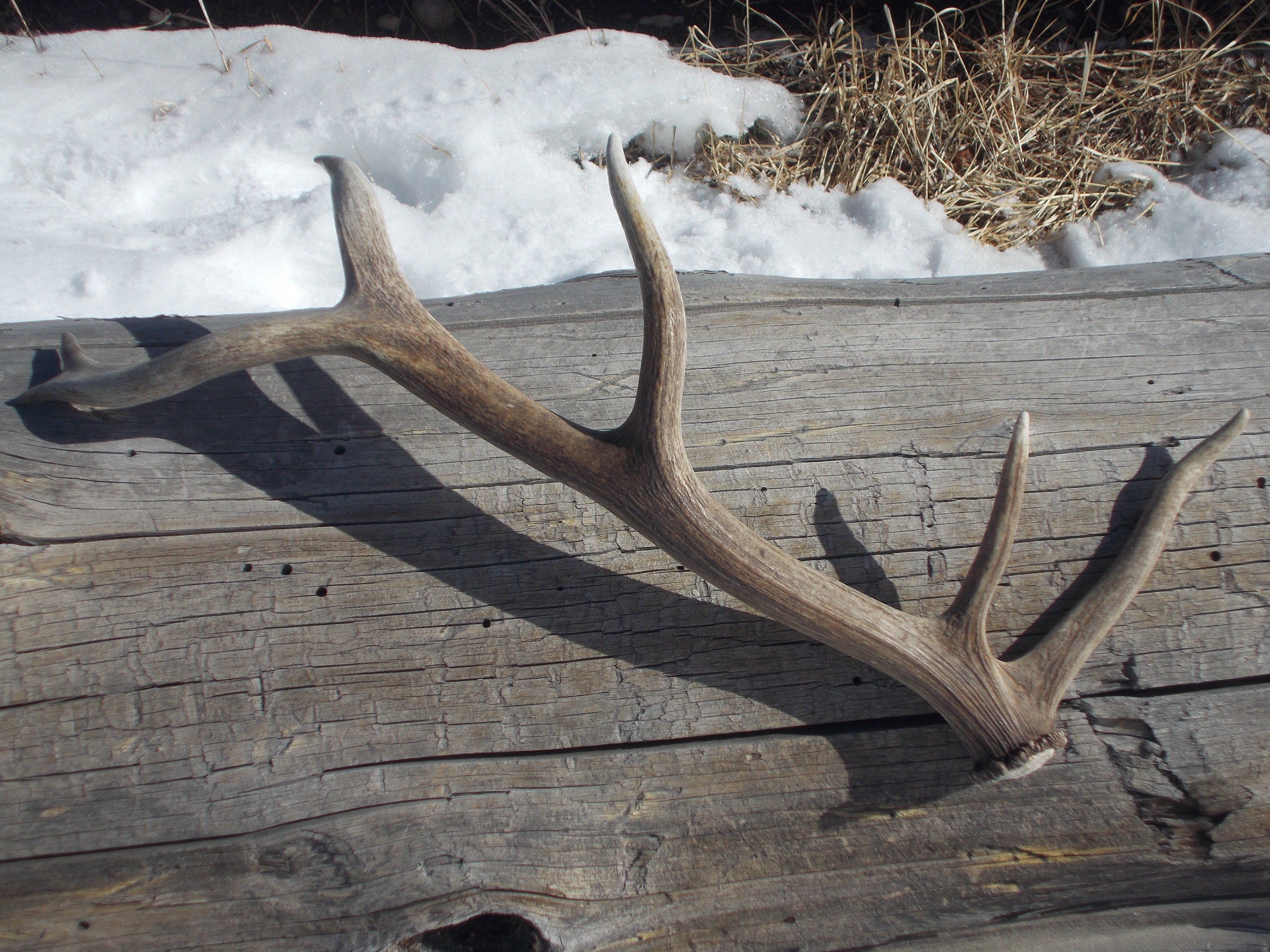Elk antler | Etsy