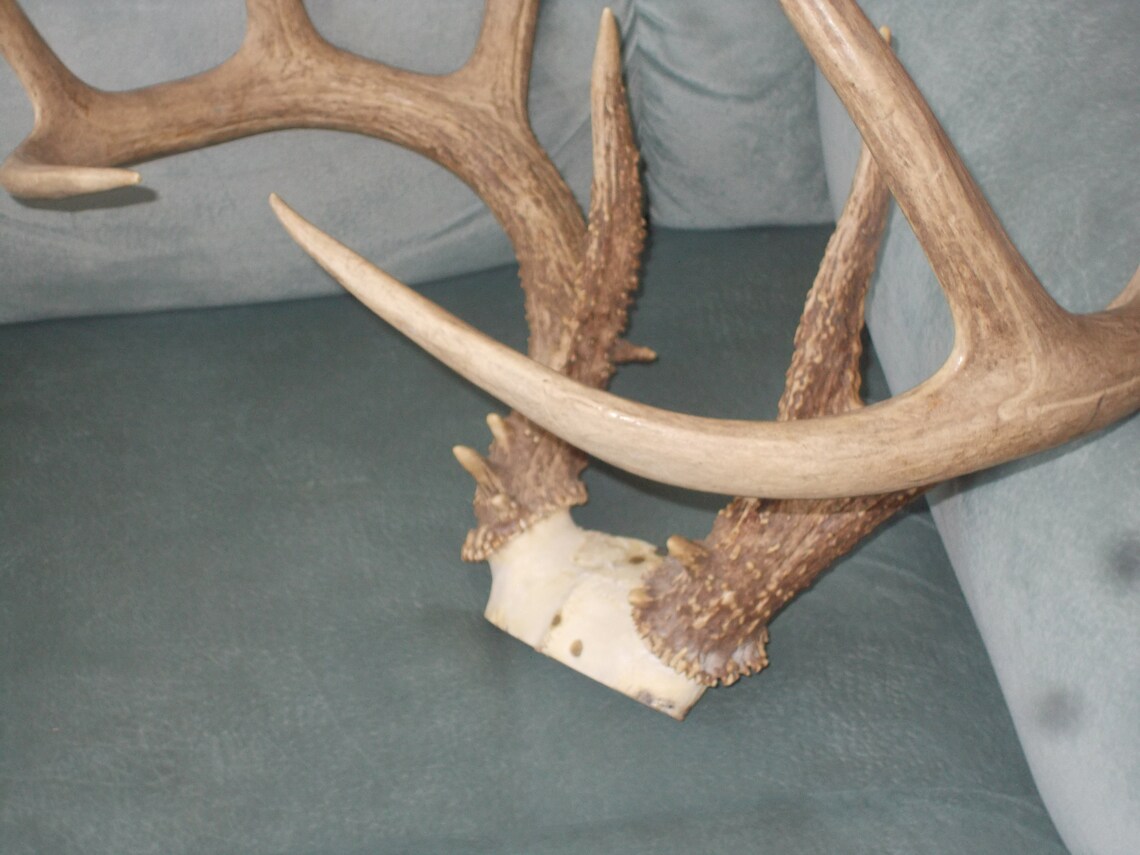 Deer Racks By Age at Paula blog