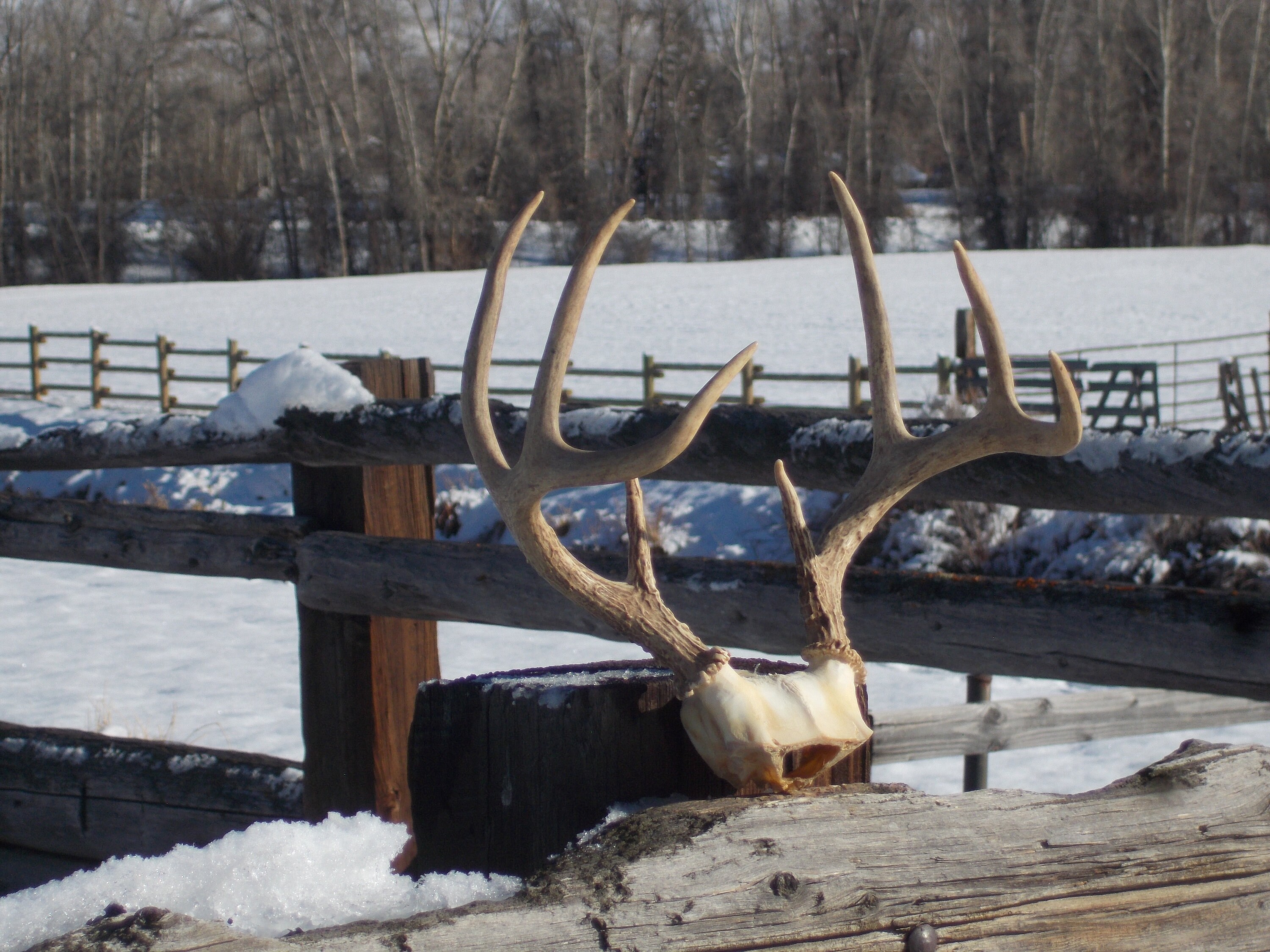Deer rack antler Etsy