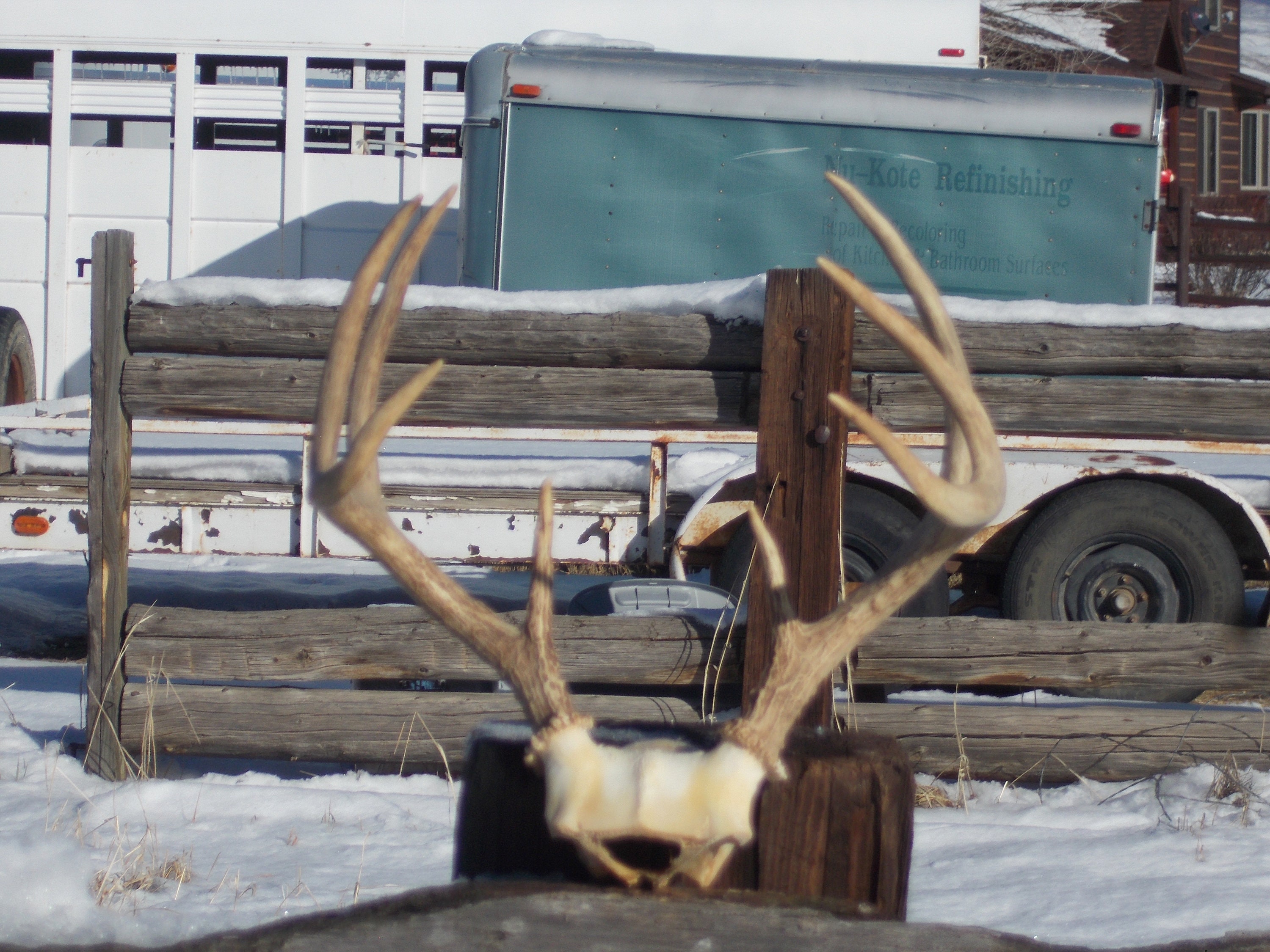 Deer rack antler Etsy