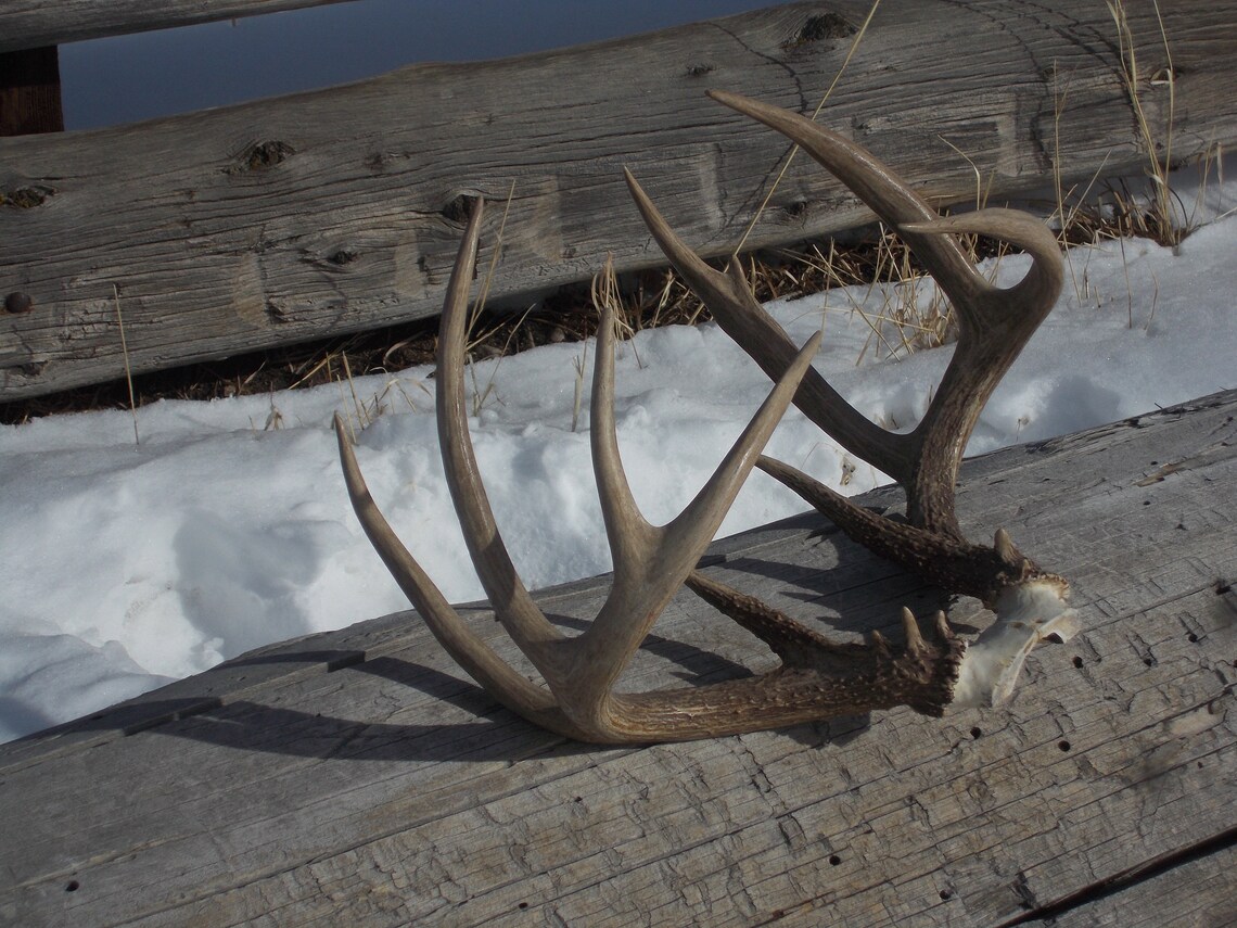 Deer rack LARGE Etsy