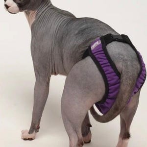 May include: A Sphynx cat wearing a purple and black diaper. The cat is gray with white markings on its face and paws. The diaper has the word "UME" printed on it.