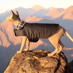 Könnte beinhalten: Ein schwarzer, gesteppter Haustier-Mantel mit Schottenkaro-Kragen, getragen von einer haarlose Katze. Die Katze steht auf einem Felsen, im Hintergrund eine Bergkette. Der Mantel soll Haustiere schützen.