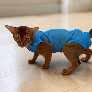 May include: A brown cat wearing a blue mesh shirt. The cat is walking on a light-colored wooden floor. The shirt covers the cat's torso and front legs, with openings for the hind legs.
