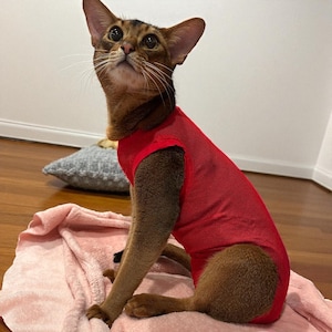 May include: A brown Abyssinian cat wearing a red mesh shirt, sitting on a pink blanket. The cat is looking upwards with its ears perked. The background includes a wooden floor and a gray pillow.