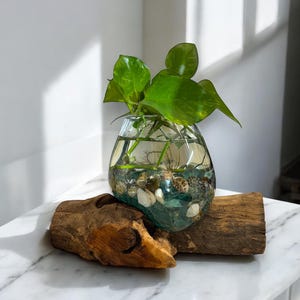 Potos con conchas marinas sobre madera flotante larga