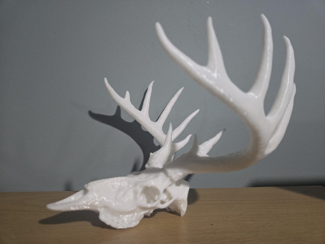 Scaled down deer skull and antlers for desktop or man cave decor