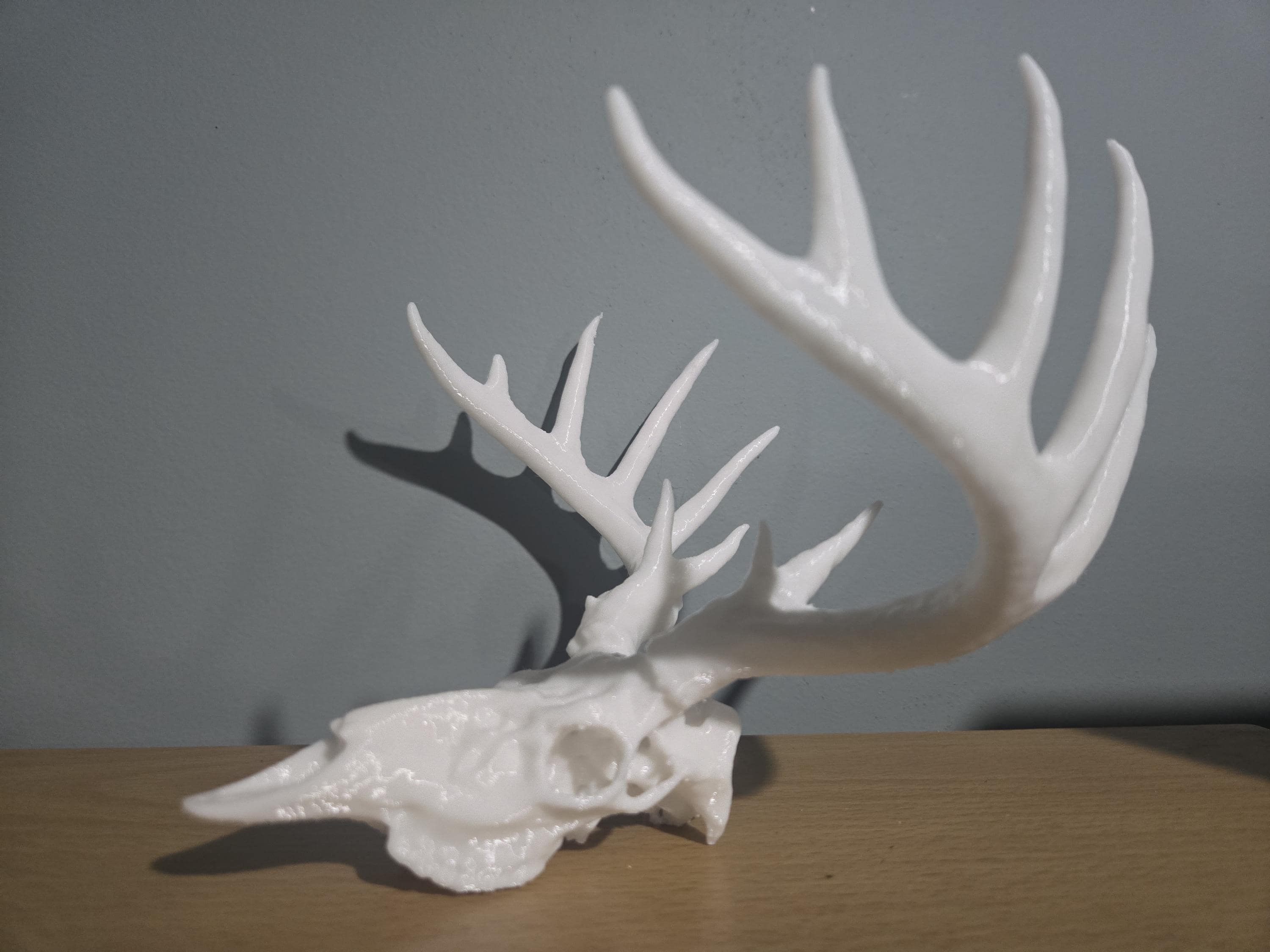 Scaled down deer skull and antlers for desktop or man cave decor