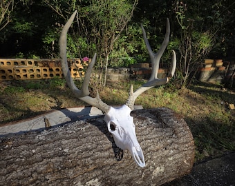 Whitetail Deer European euro mount with bullet style anchors, deer head includes wall mount - includes hardware ANTLERS NOT INCLUDED