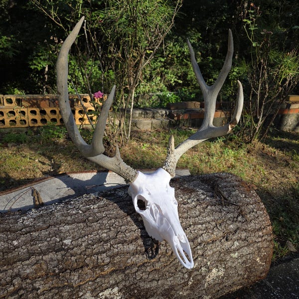 Whitetail Deer European euro mount with bullet style anchors, deer head includes wall mount - includes hardware ANTLERS NOT INCLUDED
