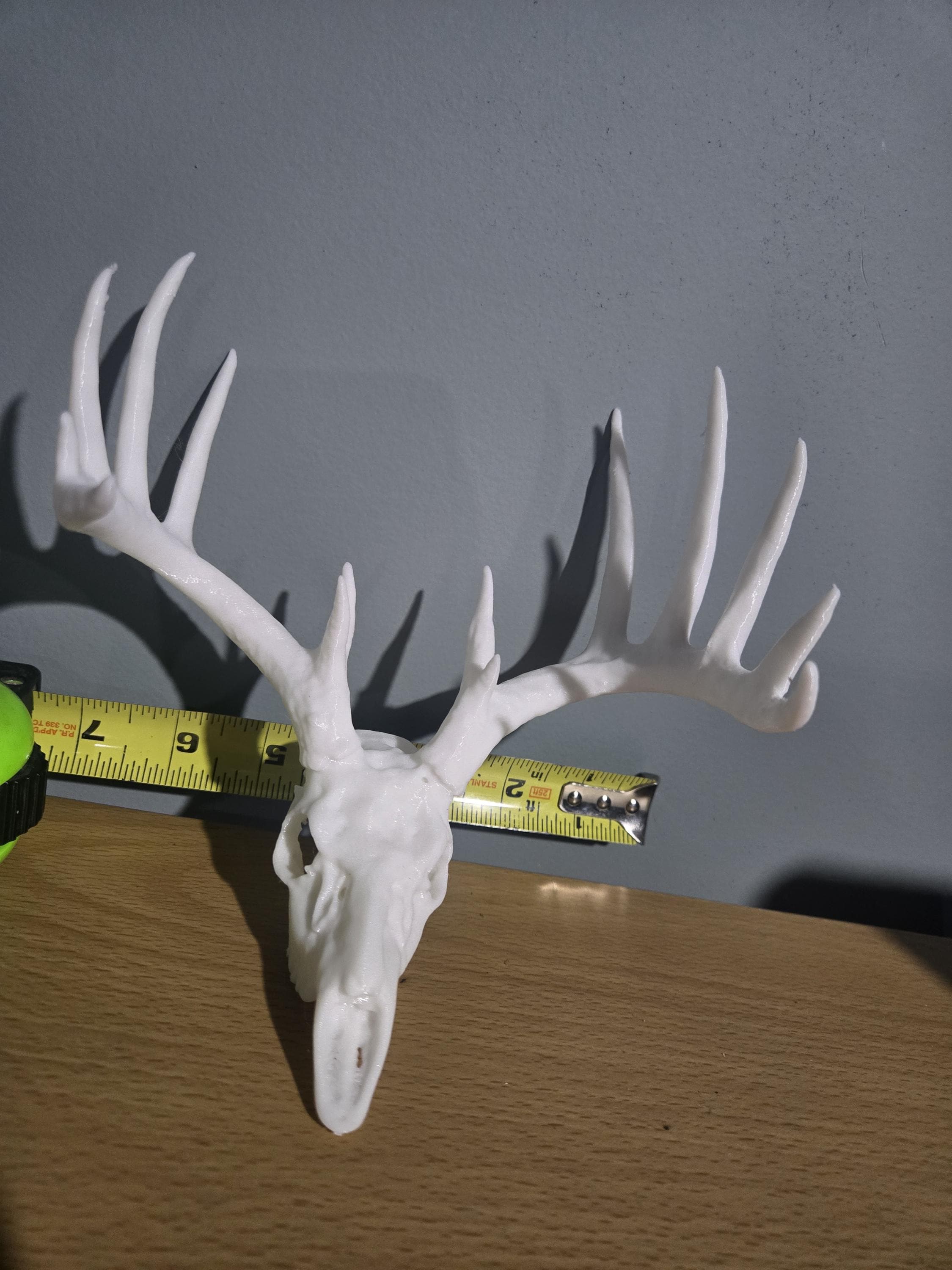 Scaled down deer skull and antlers for desktop or man cave decor