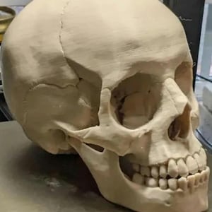 May include: A beige, three-dimensional printed human skull model featuring visible horizontal layer lines across the cranium, eye sockets, nasal cavity, and jaw. The structure displays anatomical sutures and a full set of teeth in a neutral tone.
